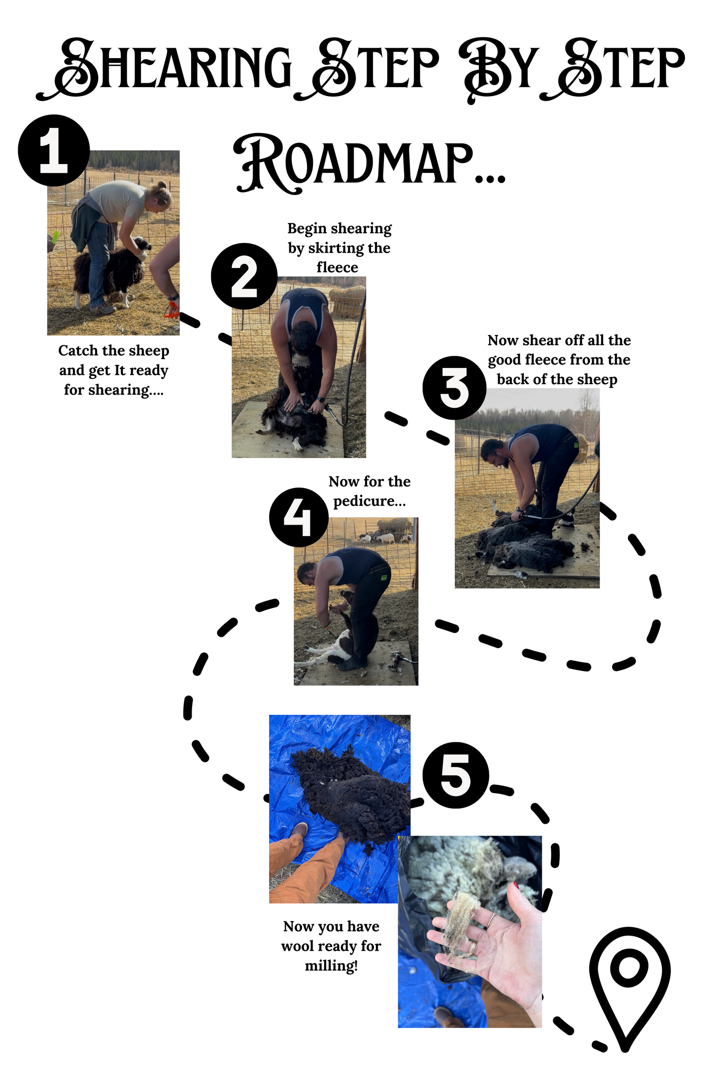 The Art Of Shearing Sheep FREE MINI COURSE